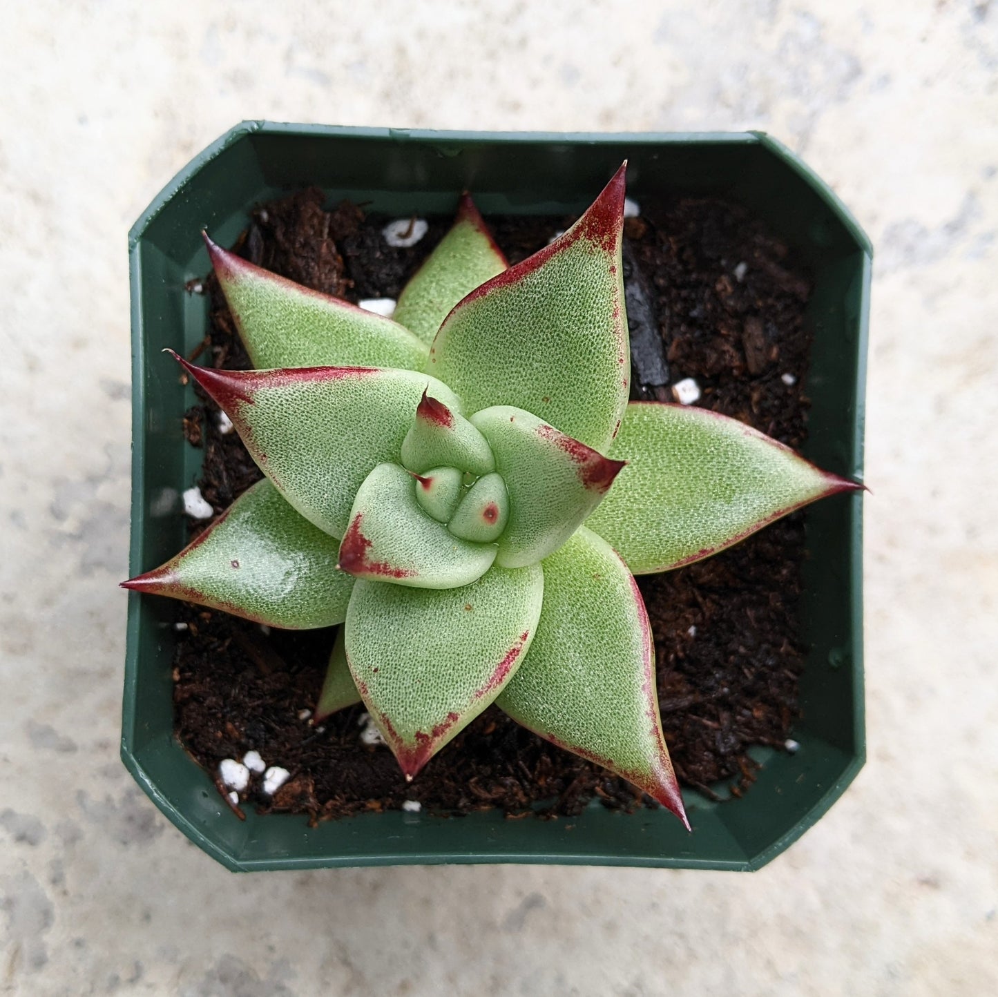 Close-up of Echeveria agavoides 'Ebony,' showcasing a rosette of thick, fleshy leaves with deep, dark red to purplish-black tips. The leaves are slightly pointed and have a waxy surface, arranged in a compact, symmetrical rosette.