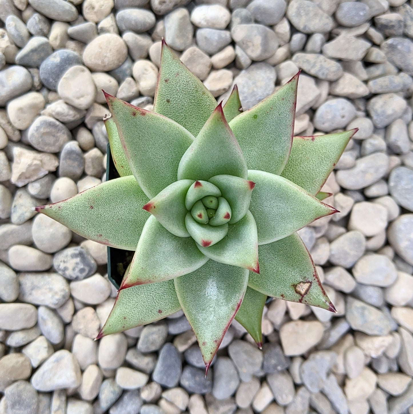 Close-up of Echeveria agavoides 'Ebony,' showcasing a rosette of thick, fleshy leaves with deep, dark red to purplish-black tips. The leaves are slightly pointed and have a waxy surface, arranged in a compact, symmetrical rosette.