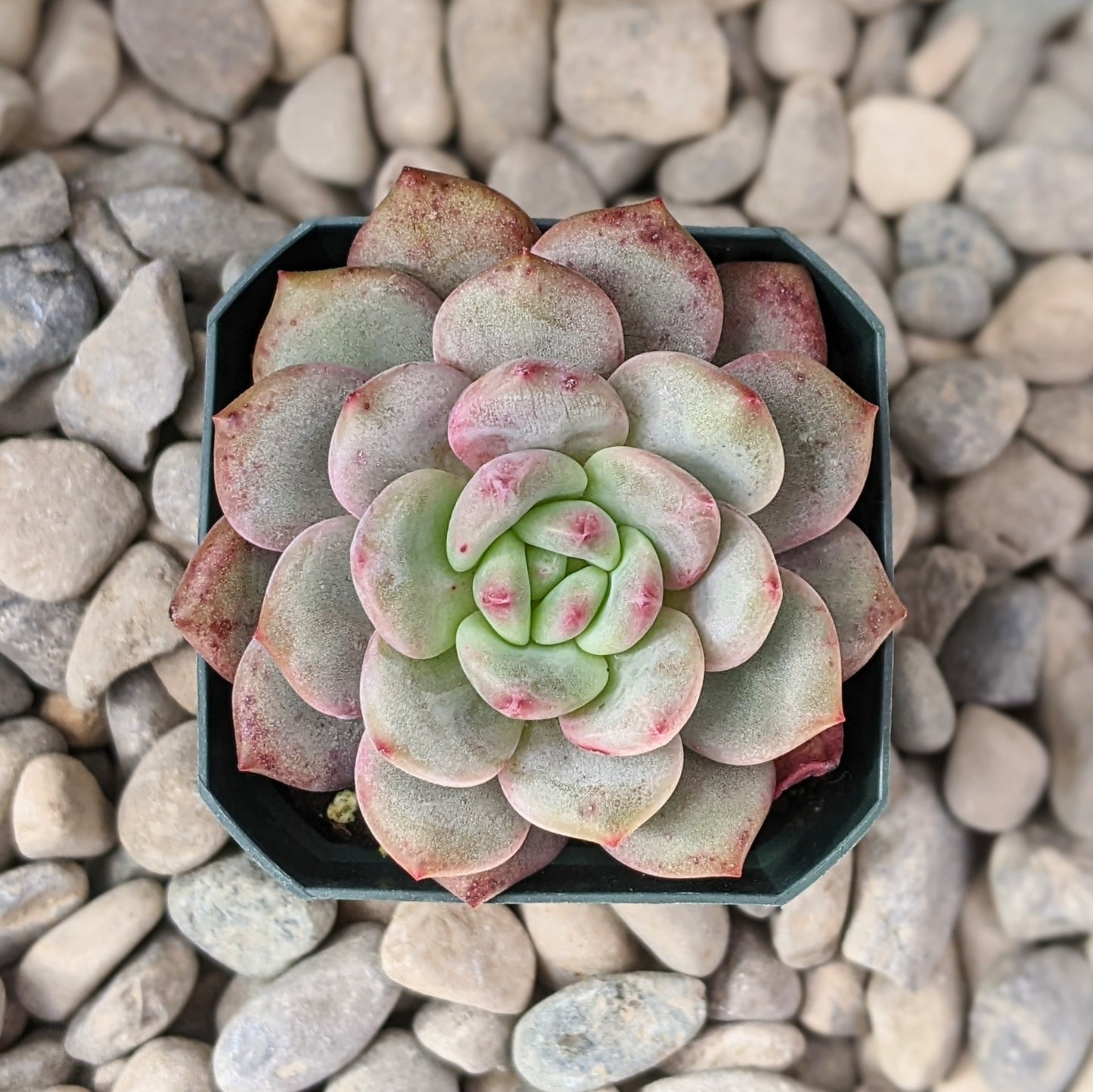 Close-up of Echeveria 'Ariel,' showing a rosette of thick, fleshy leaves with a soft pastel gradient of pale pink and green. The leaves are rounded with a slightly frosted appearance and arranged in a compact, symmetrical rosette.