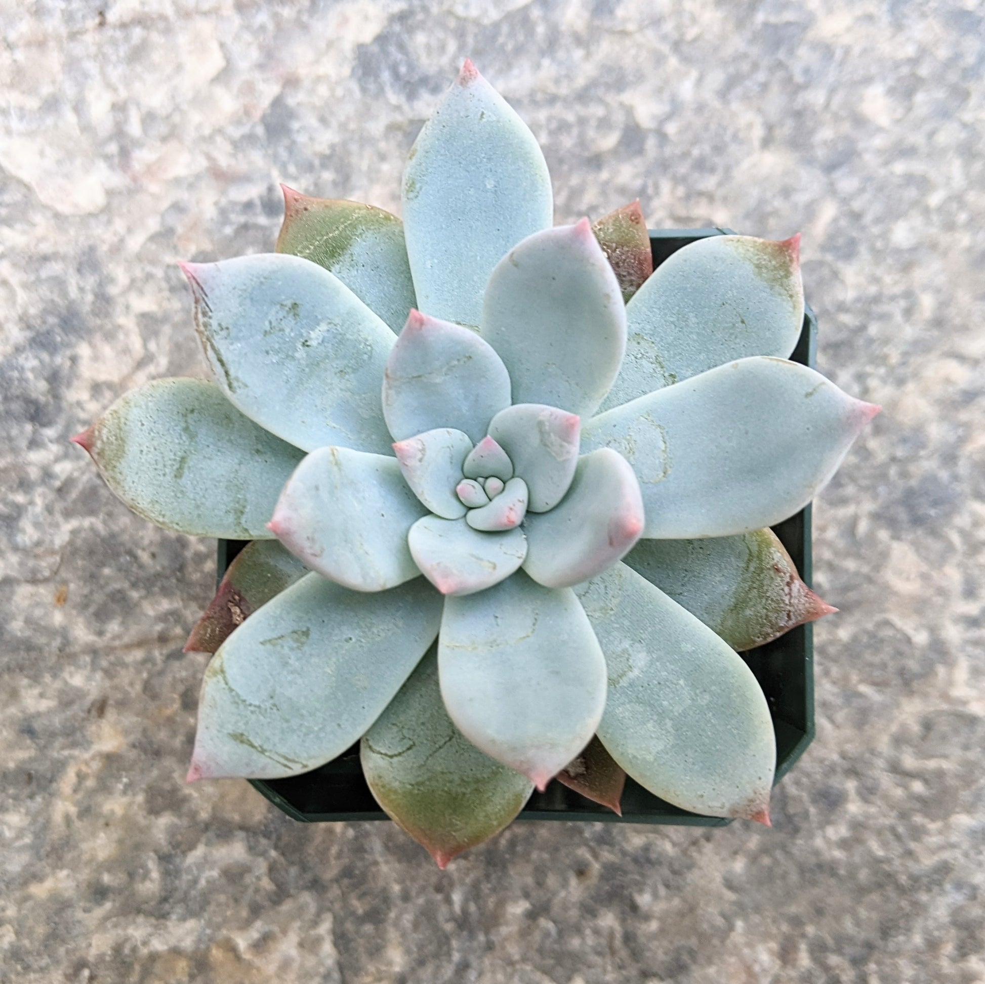 Close-up of Echeveria 'Baek Ryun,' featuring a rosette of thick, fleshy leaves in soft pastel shades of pink, lavender, and green. The leaves are rounded with a slightly frosted texture, arranged in a compact, symmetrical rosette.