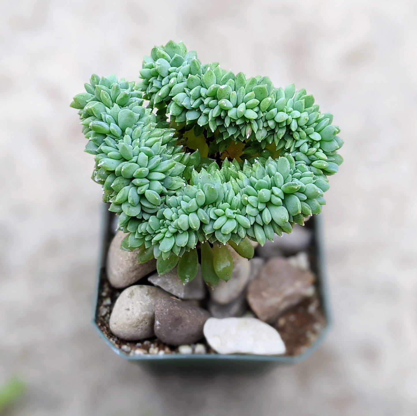 An overhead view of echeveria 'Chrissy n Ryan' succulent showing its unique crested blue-green leaves.