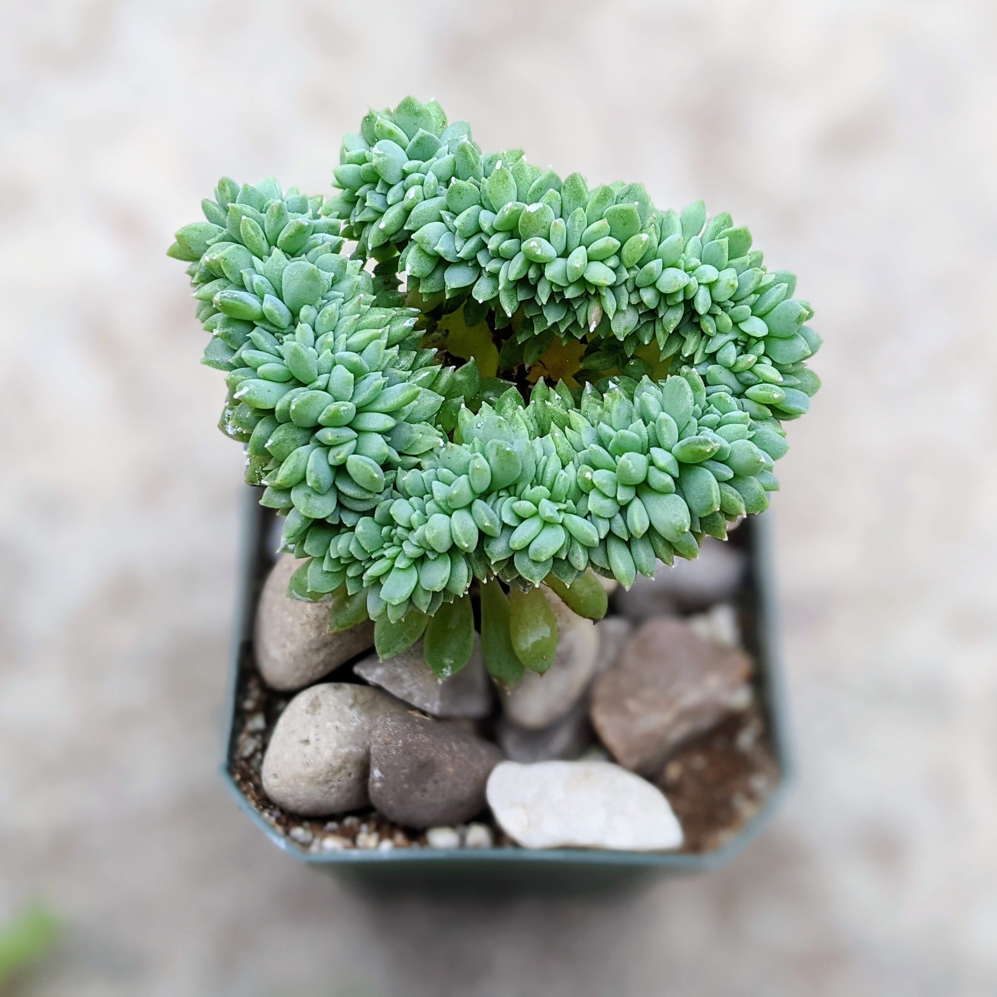 An overhead view of echeveria 'Chrissy n Ryan' succulent showing its unique crested blue-green leaves.