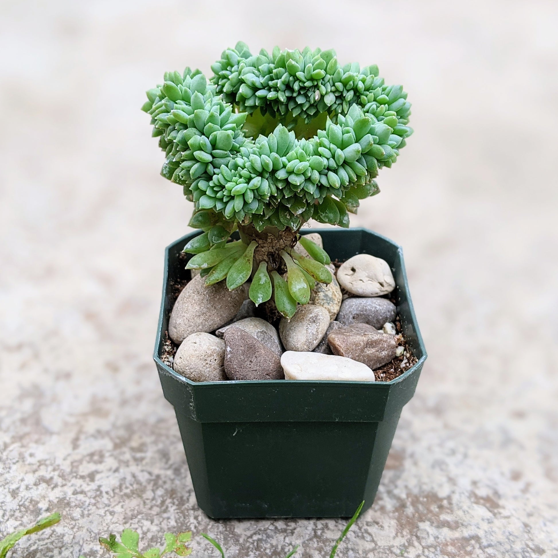 chrissy and ryan succulents Rare Crested Echeveria 'Chrissy n Ryan' – Collector's Succulent – Grow Something
