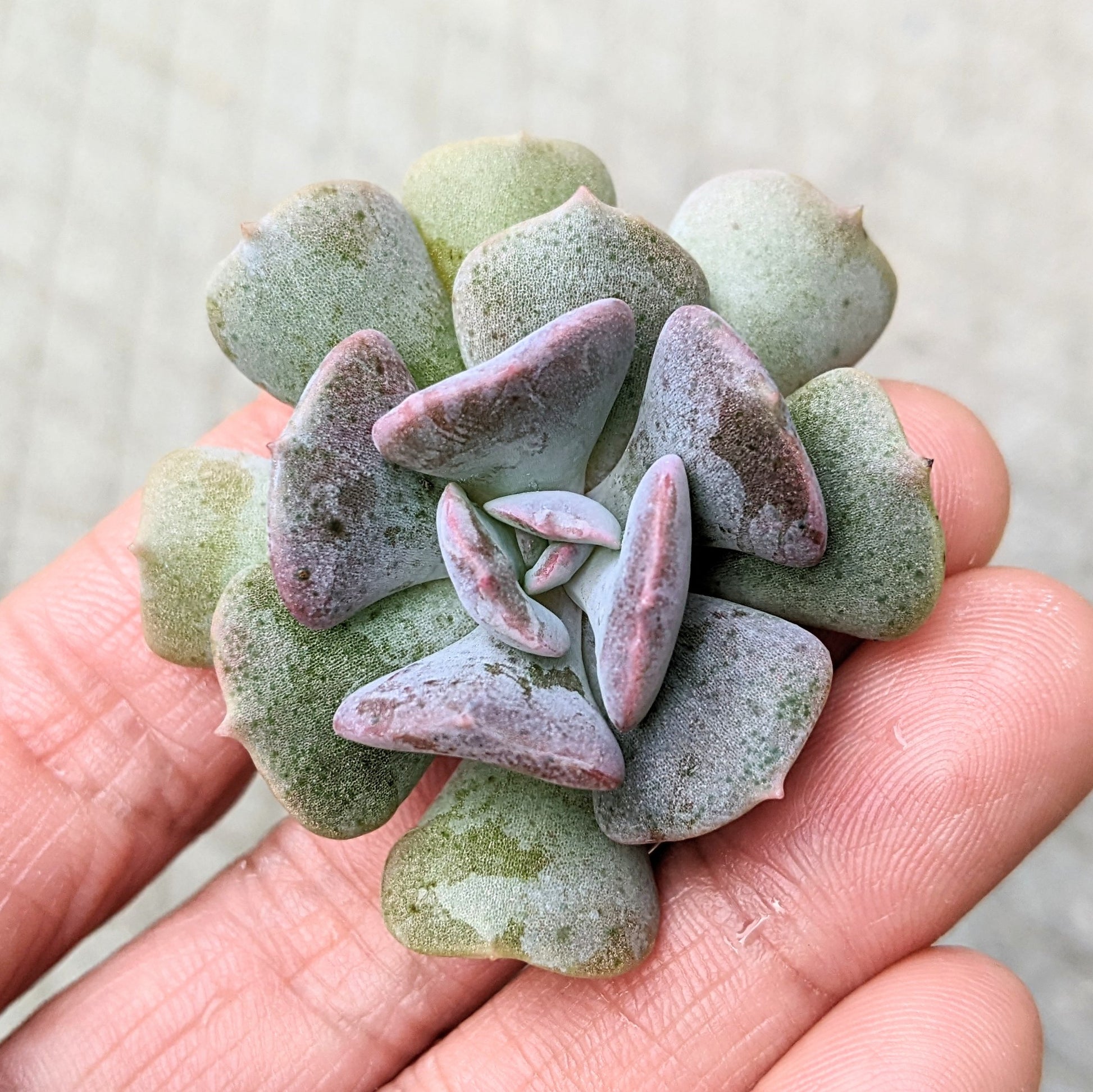 Close-up of Echeveria Cubic Frost cutting, showcasing its striking geometric rosette with powdery lilac-grey leaves. The fleshy, curled leaves form a unique, symmetrical structure that gives this succulent its eye-catching appearance.