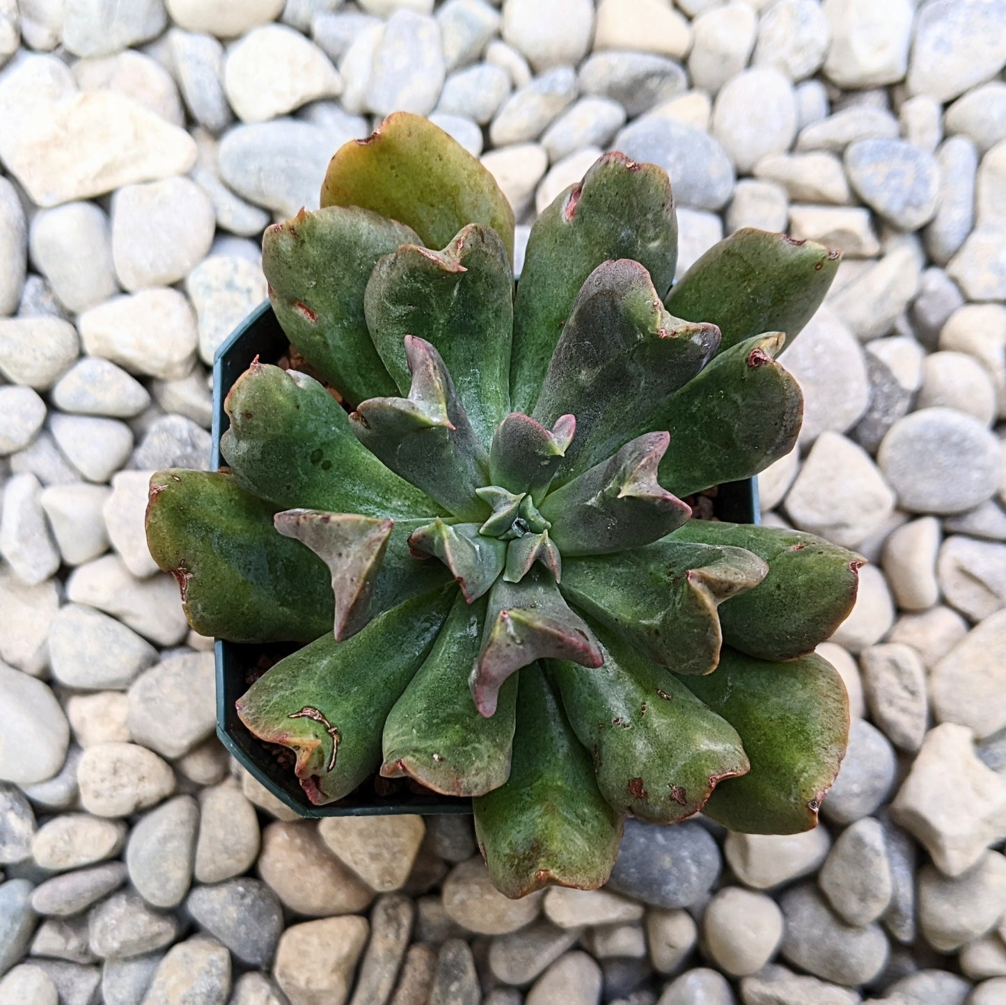 Close-up of Echeveria 'Dark Vader' succulent, featuring its unique dark purple to almost black leaves arranged in a stunning rosette formation.