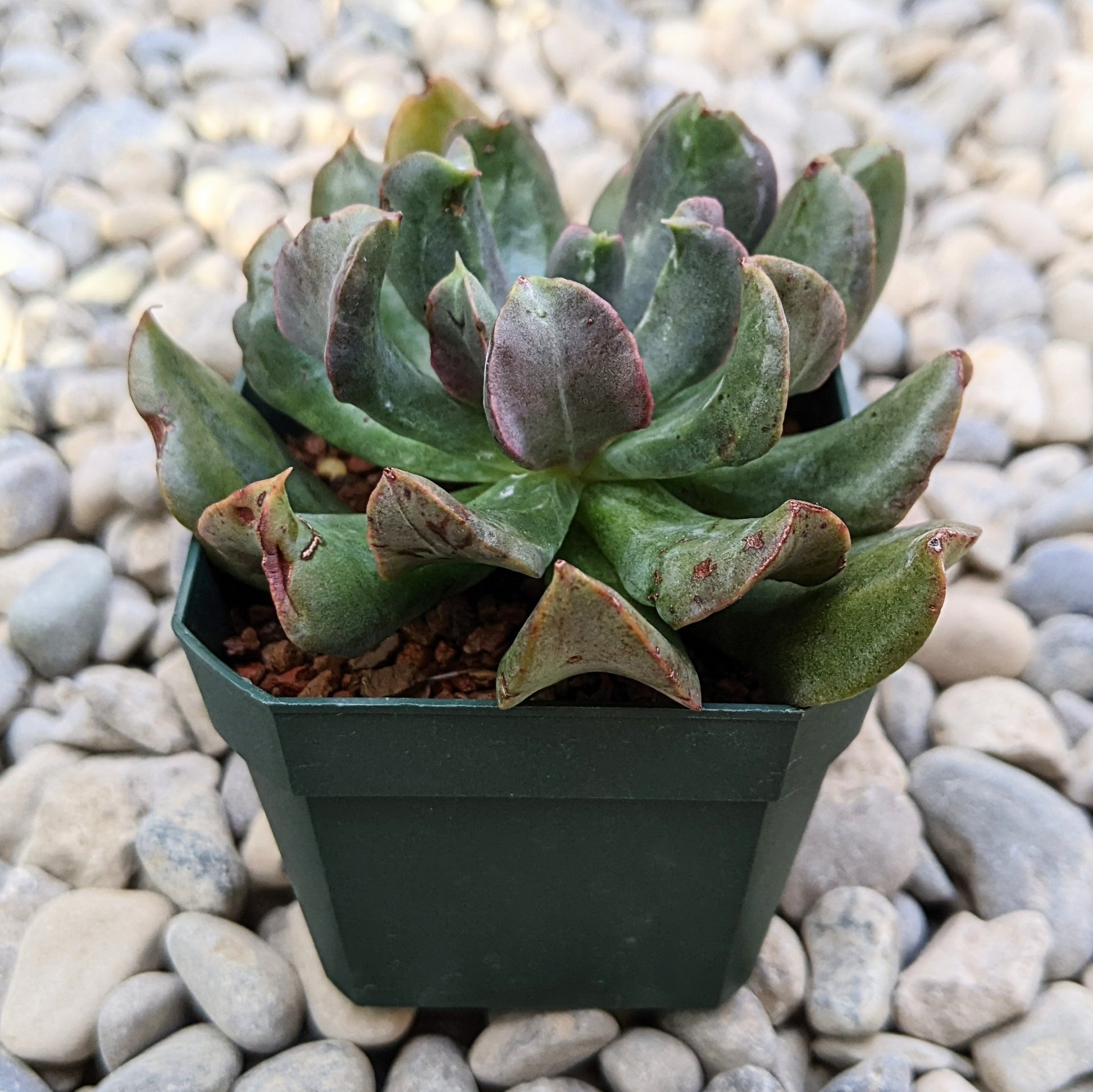 Close-up of Echeveria 'Dark Vader' succulent, featuring its unique dark purple to almost black leaves arranged in a stunning rosette formation.