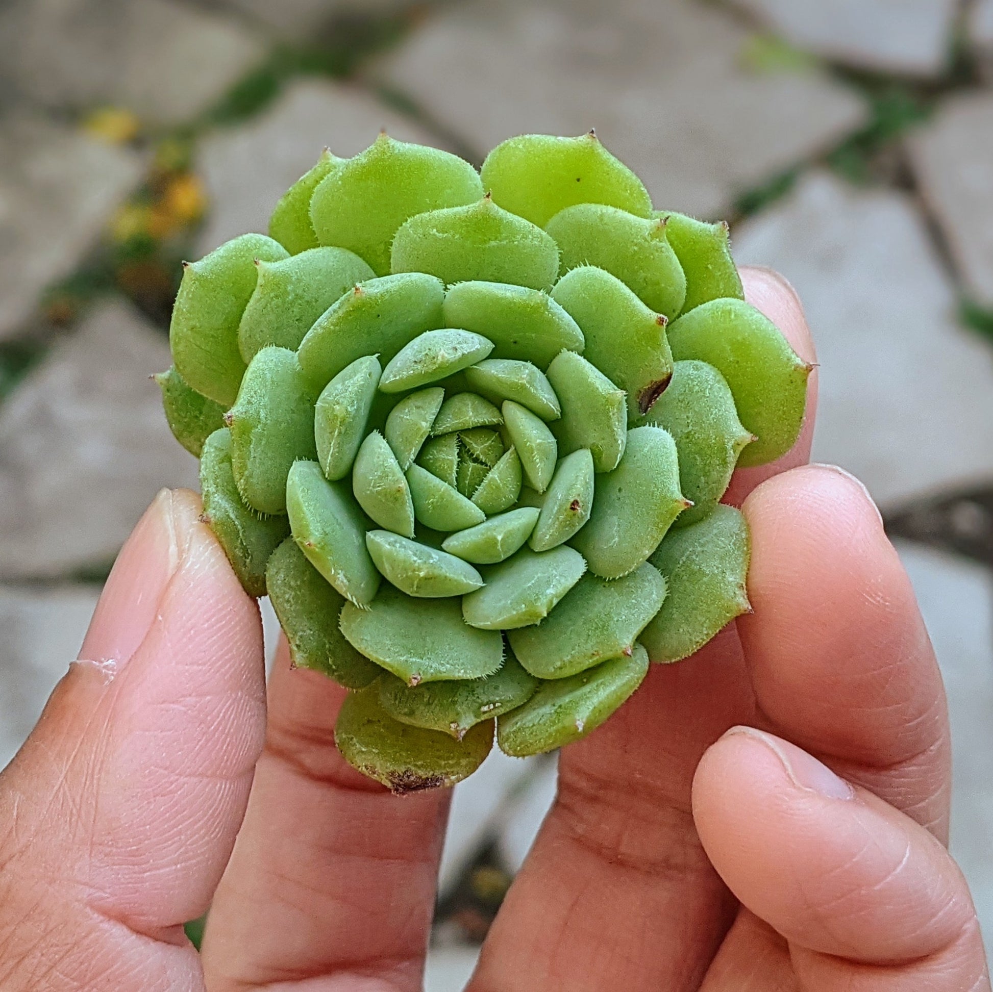 A close-up cutting of Echeveria Kircheriana, showcasing its green rosette-shaped leaves.