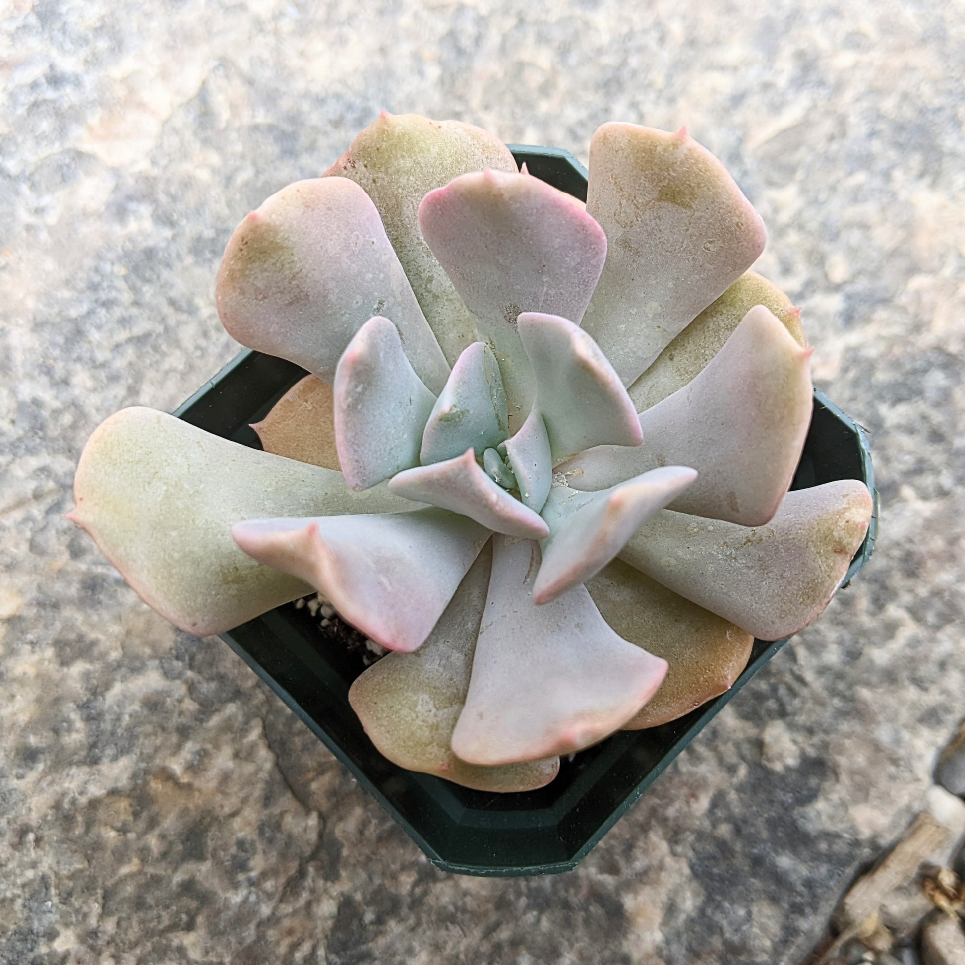 Close-up of Echeveria 'Misty Lilac' in 2.5" pot, showcasing rosettes of soft, pastel-colored leaves in shades of pale purple and green. The fleshy, spoon-shaped leaves have a powdery, frosted texture, giving the plant a misty, ethereal appearance.