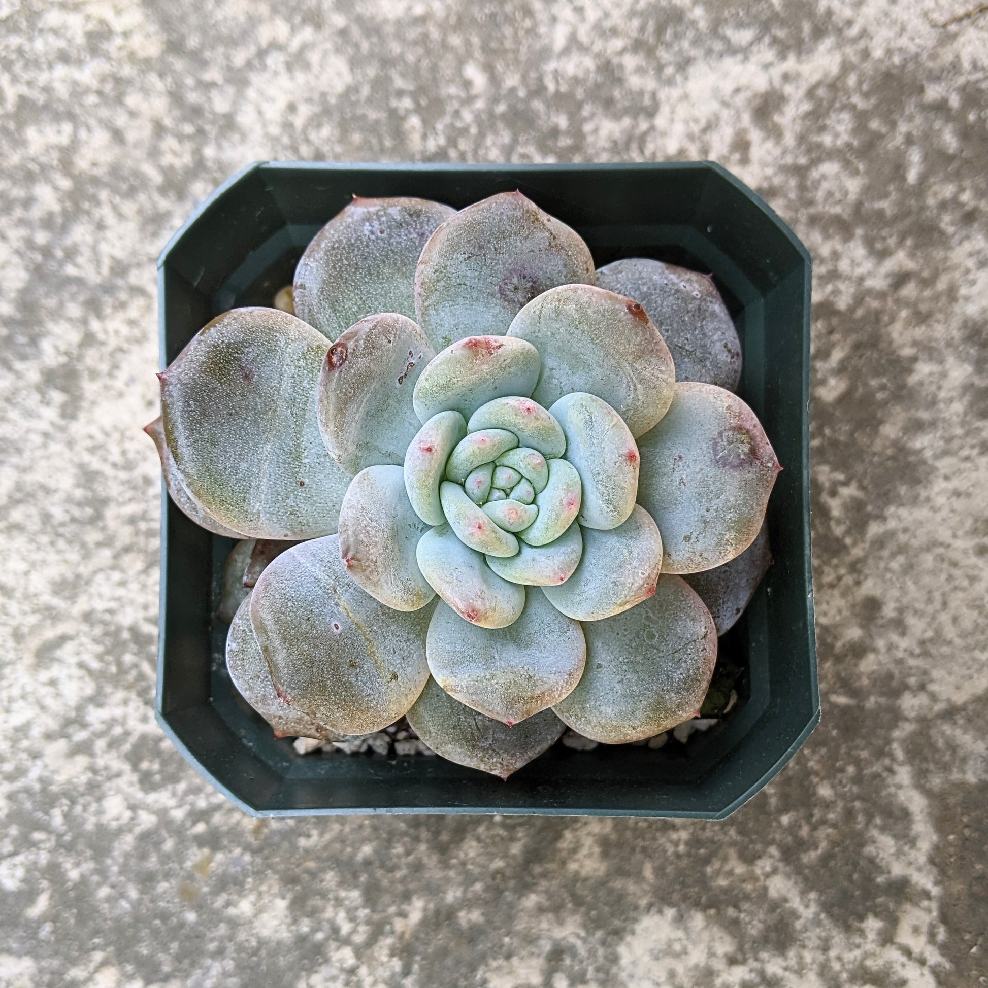 A close-up of Echeveria 'Orange Monroe' in a 2.5-inch pot, featuring a compact rosette with vibrant light blue leaves.