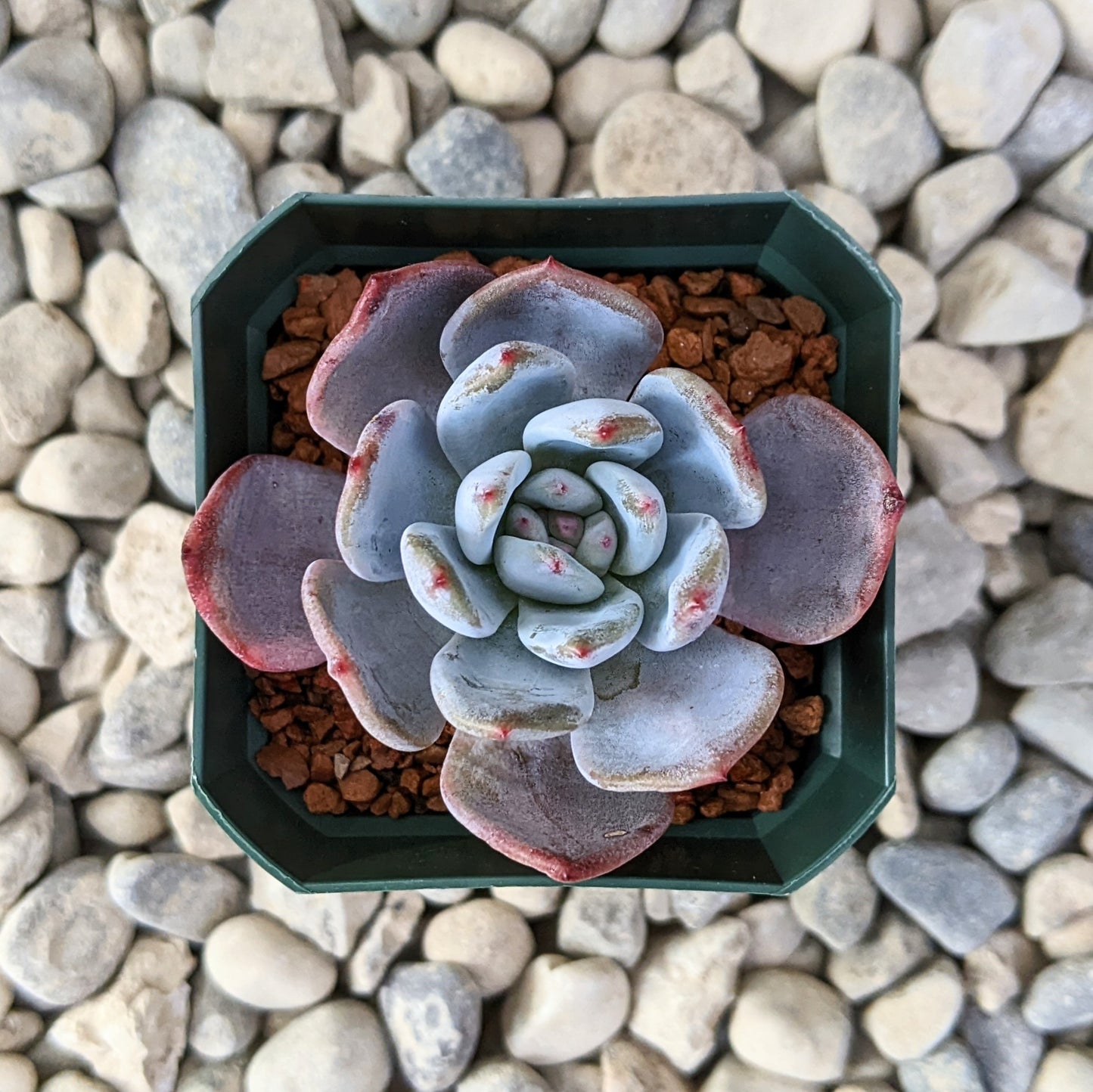 A close-up of Echeveria 'Orange Monroe' in a 2.5-inch pot, featuring a compact rosette with vibrant orange and pink hues blending with light blue leaves.