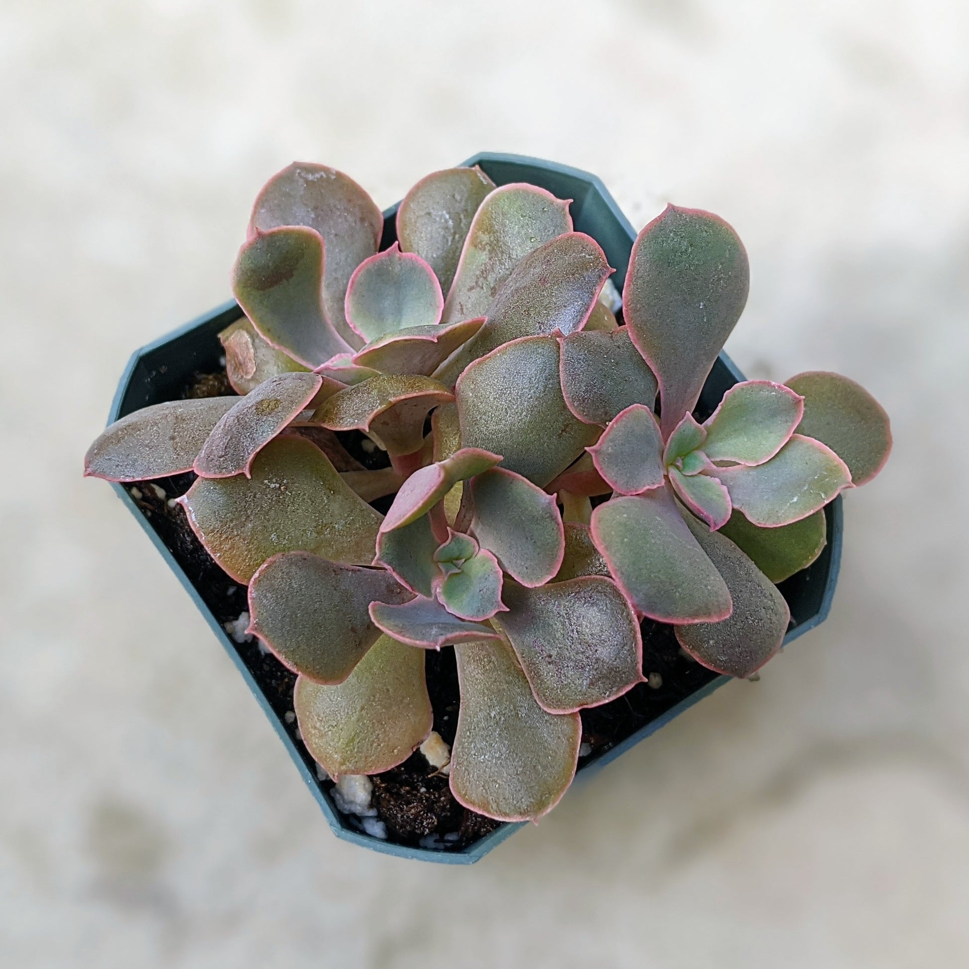 Close-up of Echeveria 'Painted Frills' cluster in 2.5" pot, featuring a compact rosette of ruffled, frilly-edged leaves in a blend of pastel colours, including soft pinks, purples, and greens. The plant's vibrant colours are more pronounced in bright light.