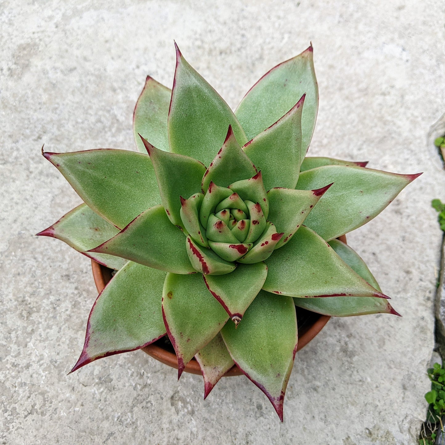 Close-up of Echeveria agavoides 'Ebony,' showcasing a rosette of thick, fleshy leaves with deep, dark red to purplish-black tips. The leaves are slightly pointed and have a waxy surface, arranged in a compact, symmetrical rosette.