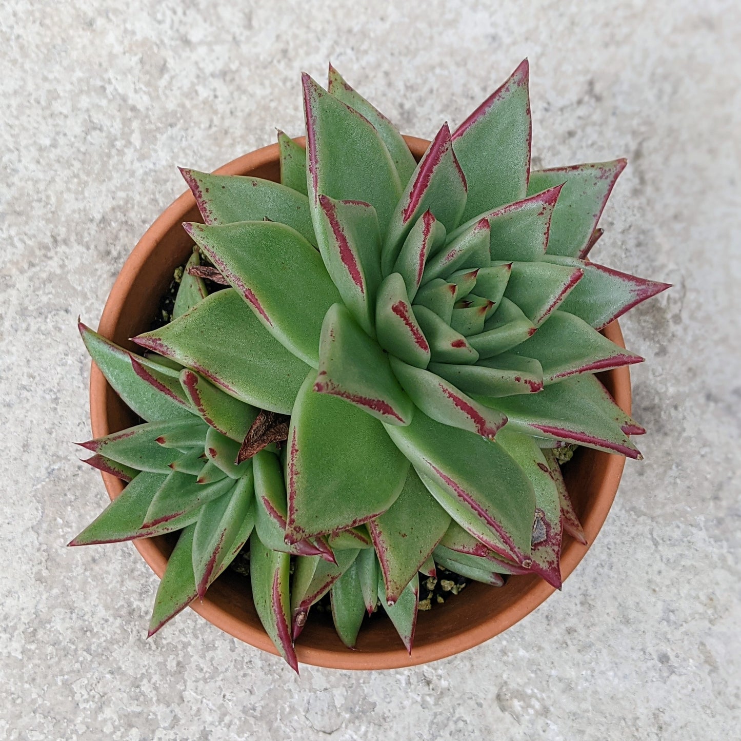 Close-up of Echeveria Agavoides 'Ebony,' showcasing a cluster of rosettes of thick, fleshy leaves with deep, dark red to purplish-black tips. The leaves are slightly pointed and have a waxy surface, arranged in a compact, symmetrical rosette.