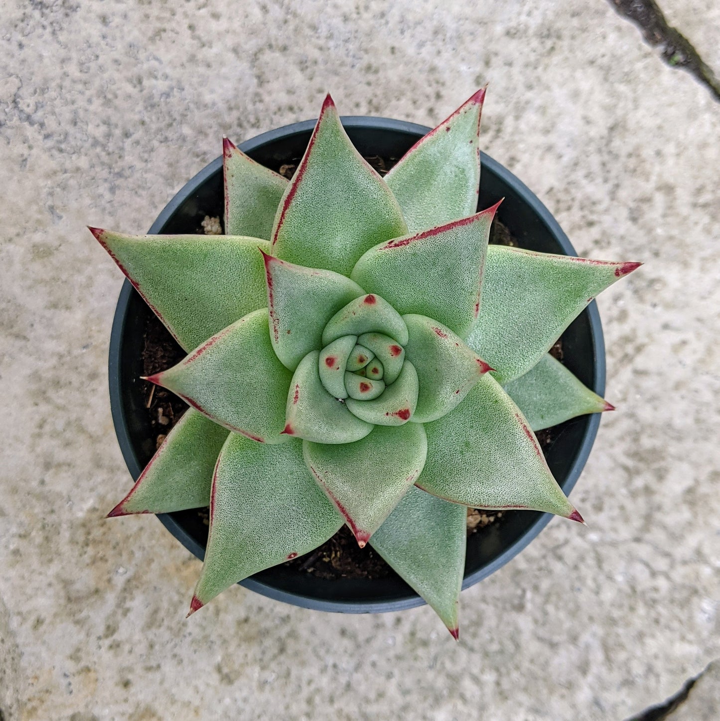 Close-up of Echeveria Agavoides 'Ebony,' showcasing a rosette of thick, fleshy leaves with deep, dark red to purplish-black tips. The leaves are slightly pointed and have a waxy surface, arranged in a compact, symmetrical rosette.