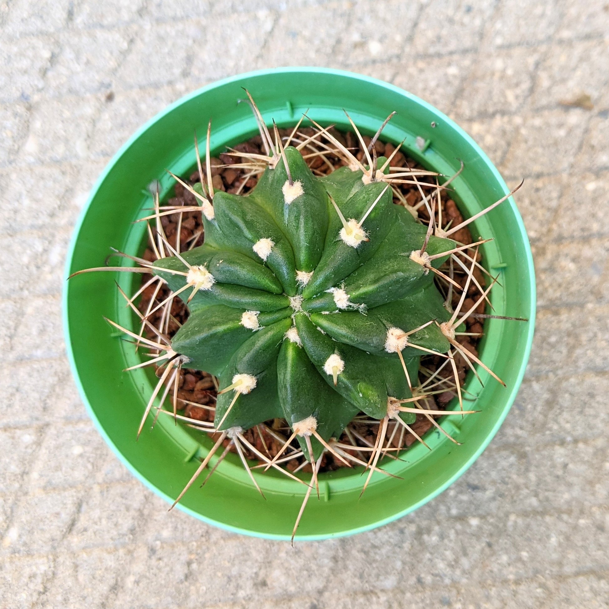 A close-up, bird's-eye view of a Ferocactus showing its circular, spiny pattern.