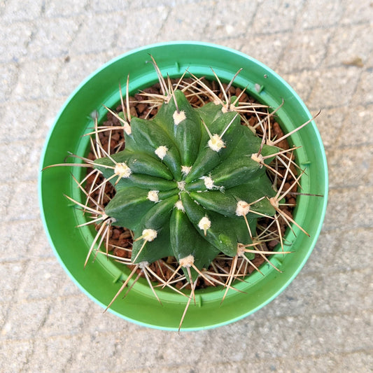 A close-up, bird's-eye view of a Ferocactus showing its circular, spiny pattern.