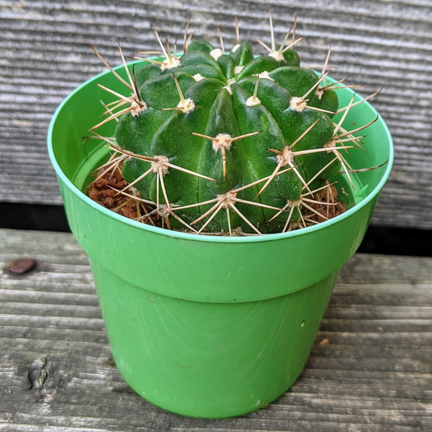 A close-up, profile view of a Ferocactus showing its circular, spiny pattern.