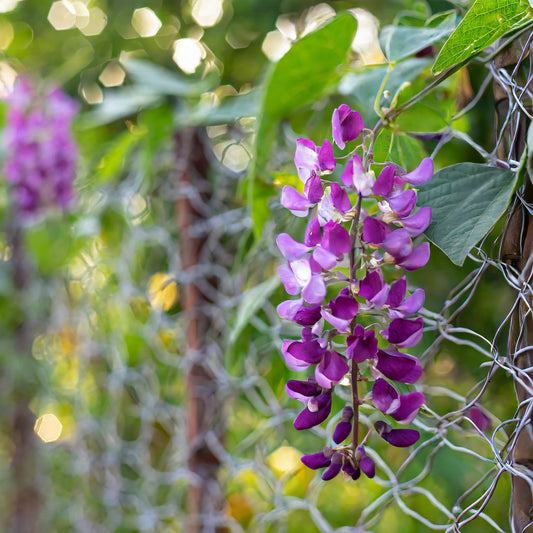 Hyacinth Bean Ruby Moon plant climbing on a chainlink fence, showcasing vibrant purple flowers and lush green foliage.