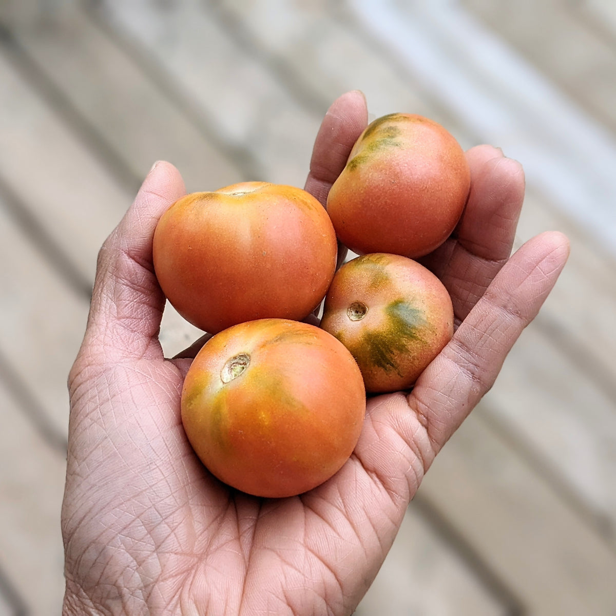 A person holding three Garden Peach  Tomato with a blurred background.