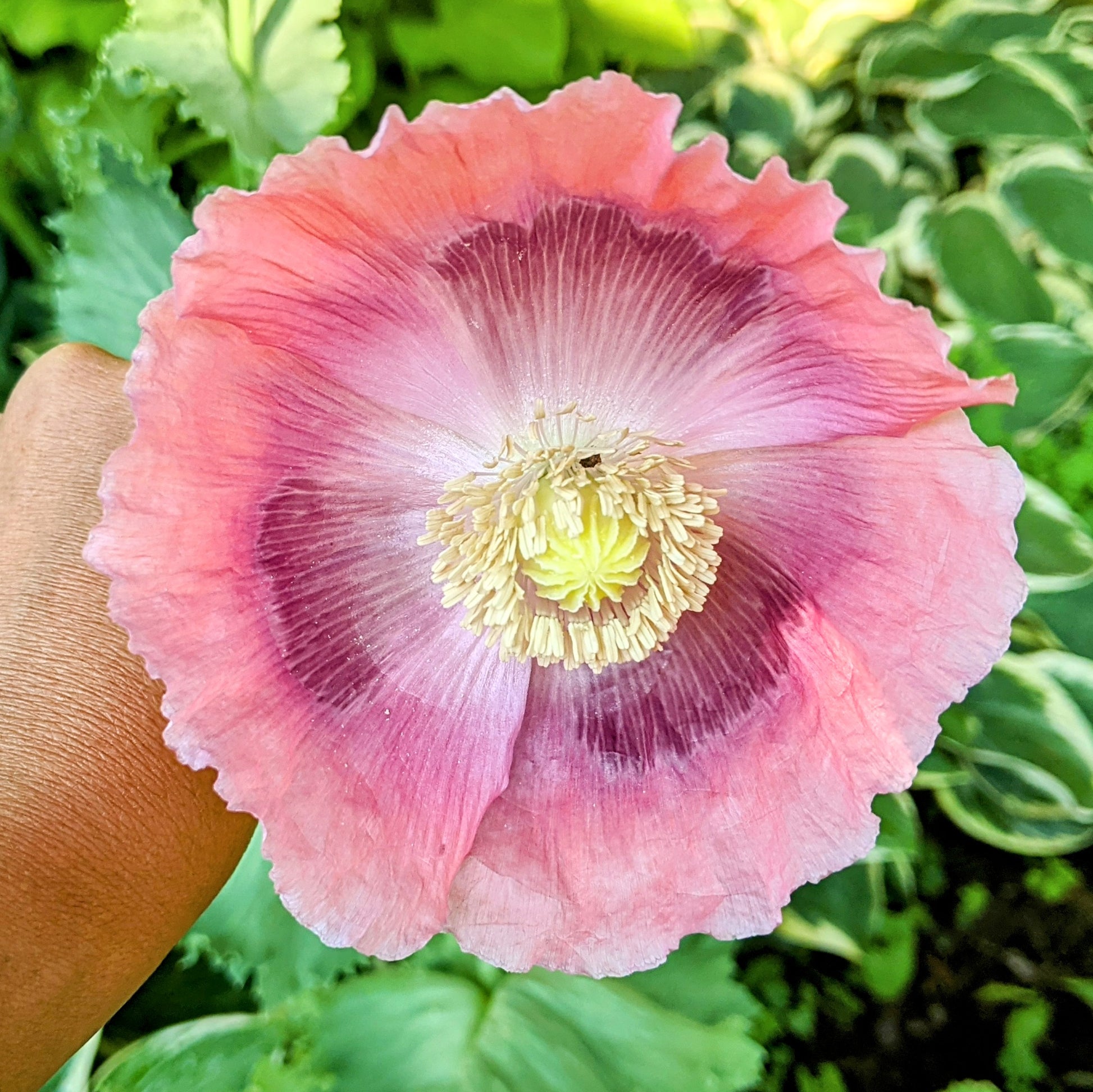 Close-up of a Giganthemum Poppy (Papaver Somniferum 'Giganthemum') flower with green leaves in the background