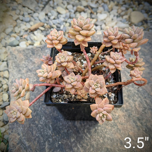 Graptopetalum 'Mirinae' – Miniature Pink Jewel