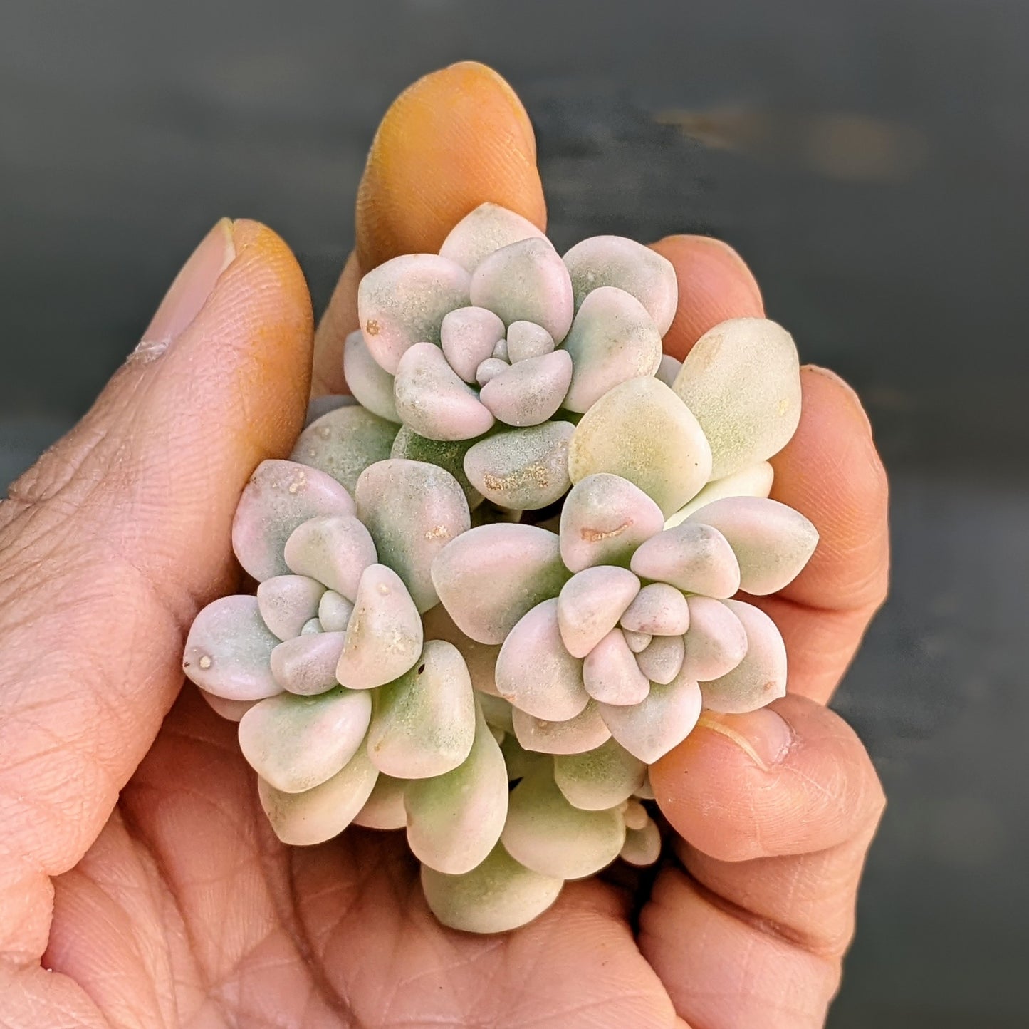 A cluster of Graptopetalum Mendozae Variegated cuttings in close-up, highlighting their variegated leaves in cream, white, and light green tones.