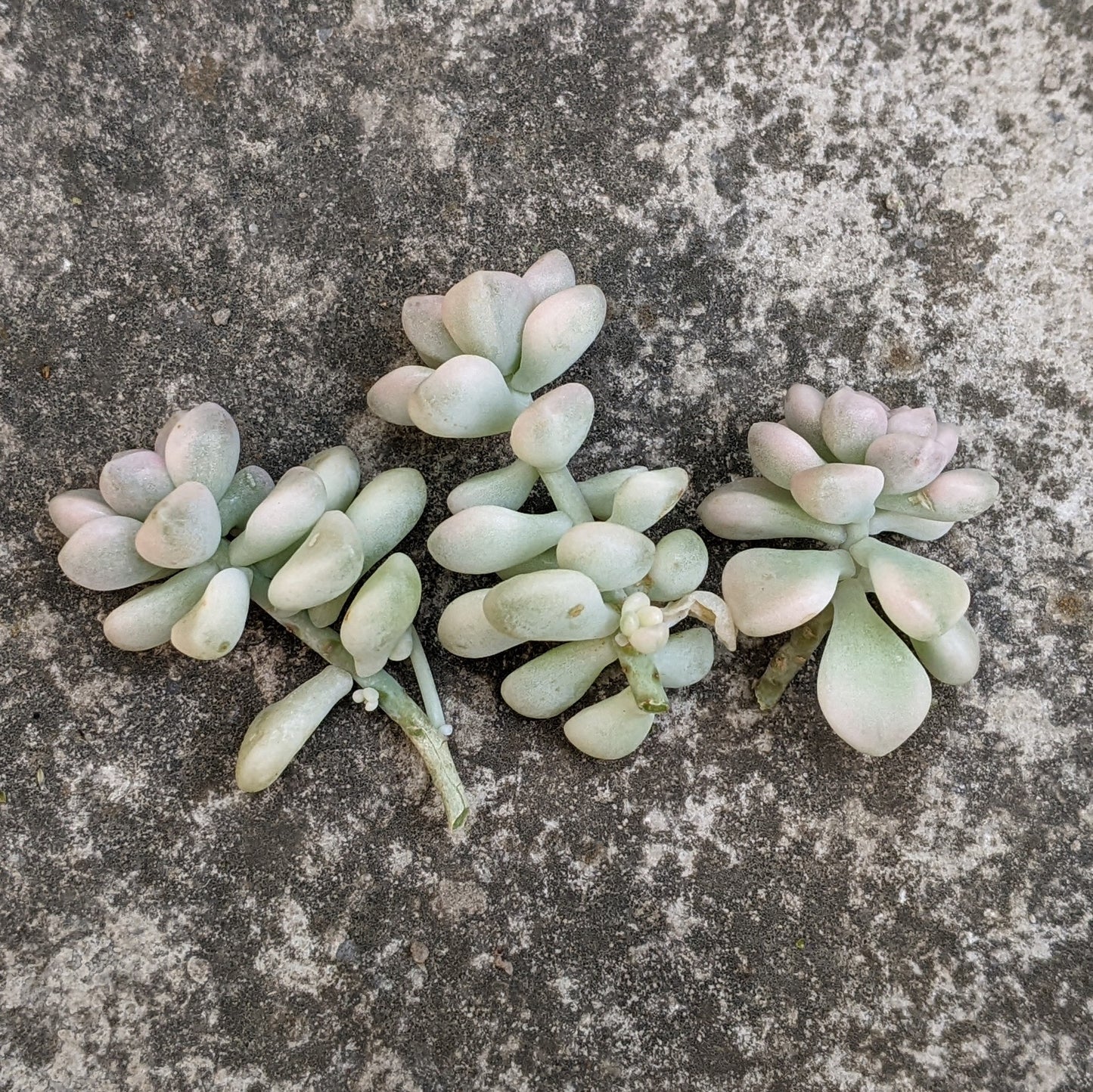 A cluster of Graptopetalum Mendozae Variegated cuttings in close-up, highlighting their variegated leaves in cream, white, and light green tones.