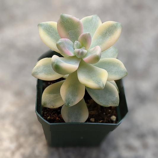 Variegated Ghost Plant (Graptopetalum Paraguayense) with pastel-coloured, fleshy leaves arranged in a rosette pattern, displayed in a plastic pot.