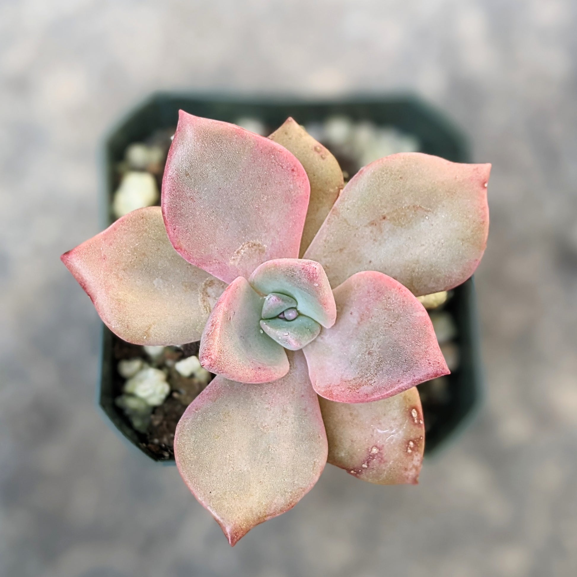 Close-up of Graptoveria 'Mrs. Richards,' showcasing its pastel-coloured rosette.