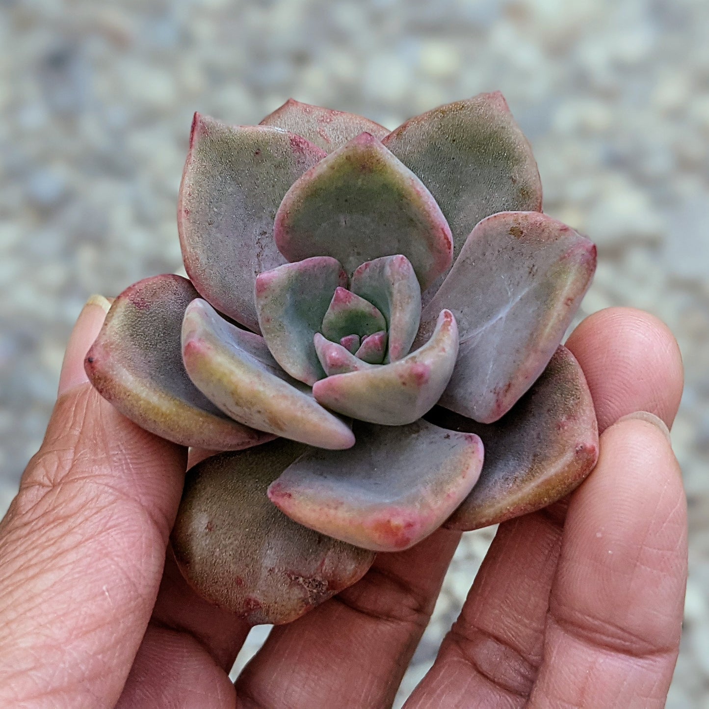 Close-up of Graptoveria 'Mrs. Richards cutting,' showcasing its pastel-coloured rosette.