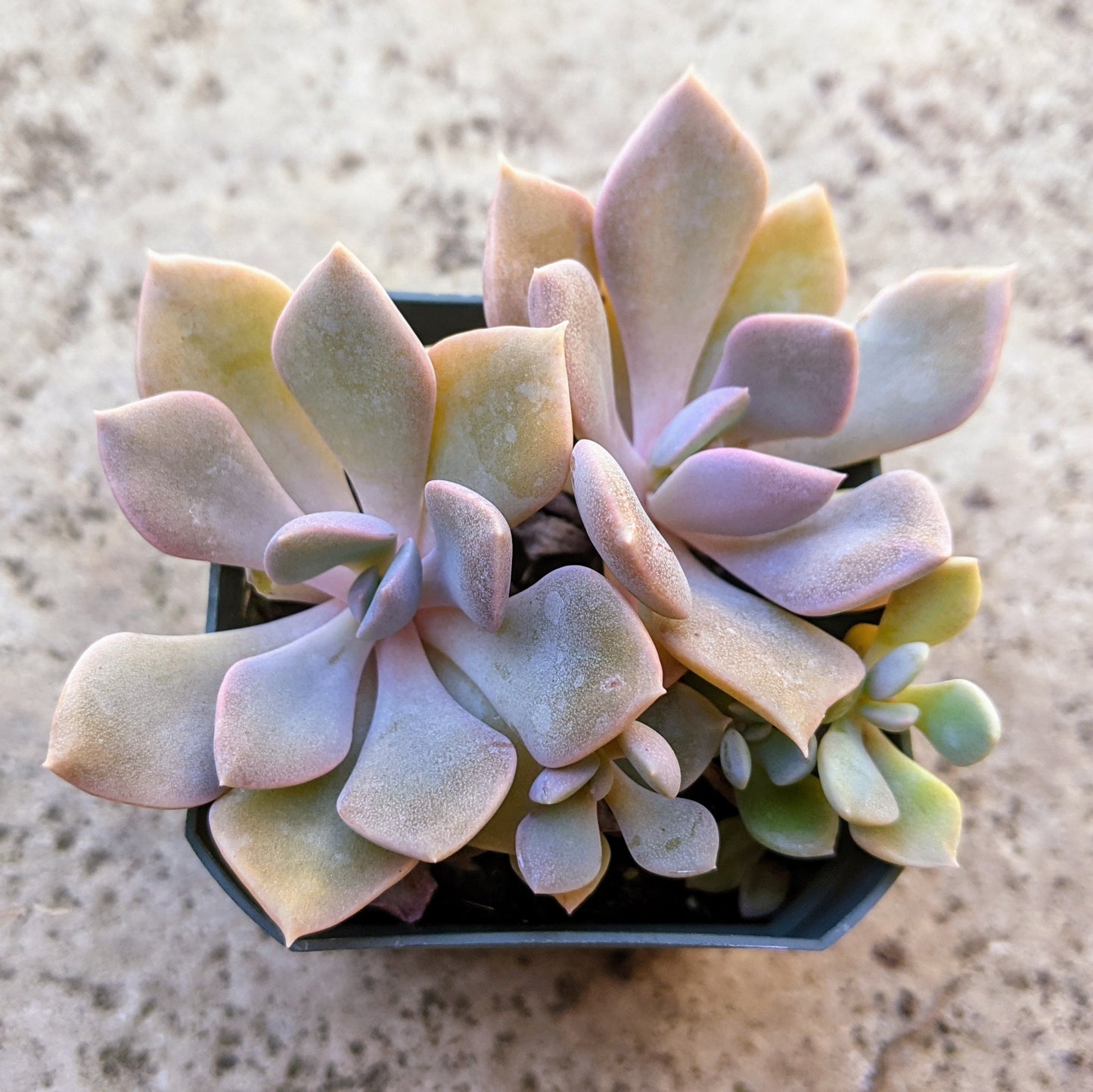 Close-up of Graptoveria 'Spirit of 76,' showcasing its green and lavender cluster rosettes.