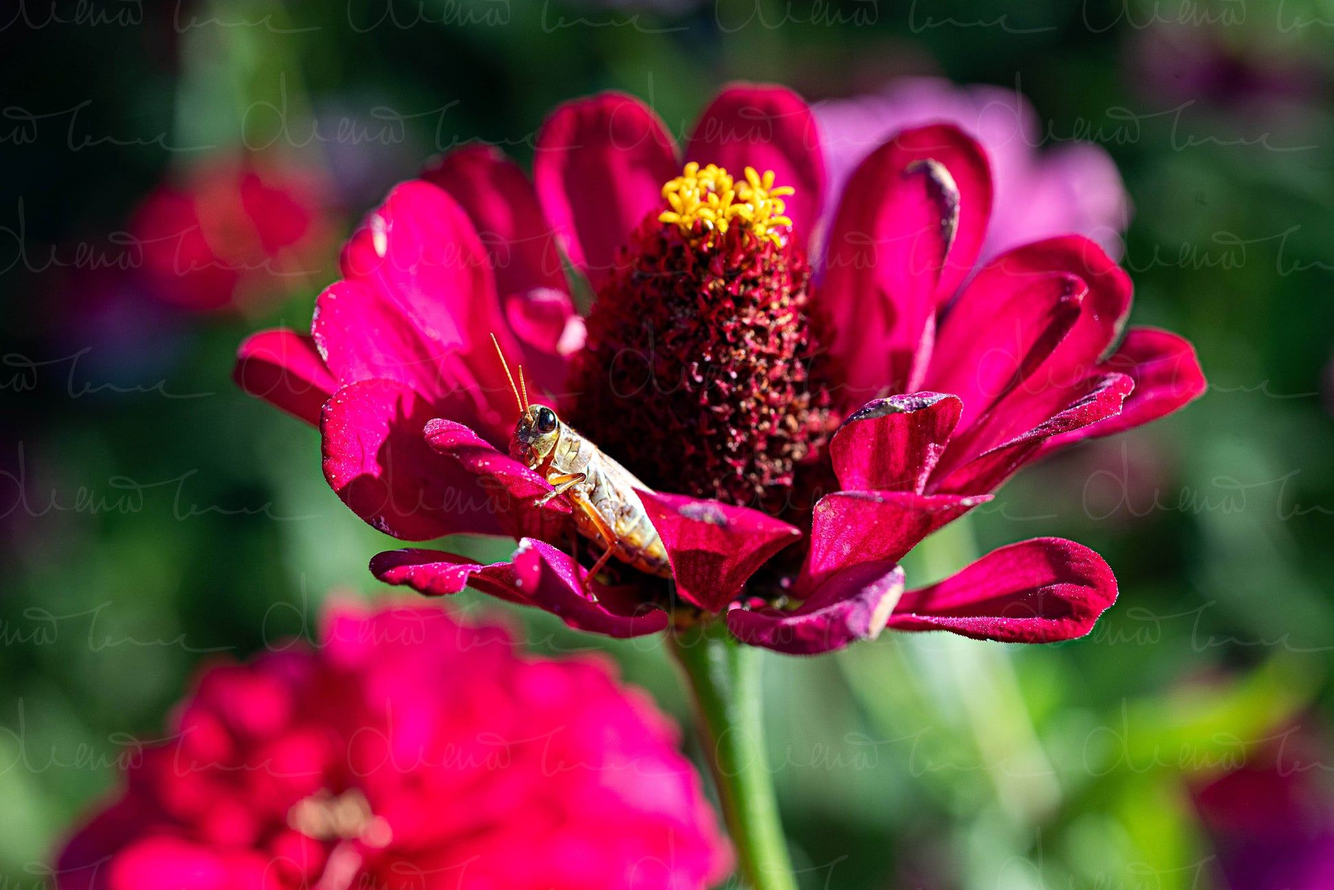 Grasshopper on red zinnia flower with soft green background, macro photo