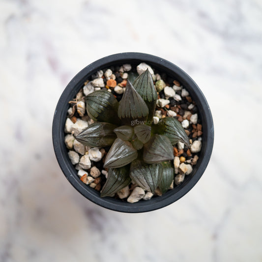 Close-up of a Haworthia Magnifica Atrofusca. Its dark, pointy, semi-transparent leaves have a pattern of dark lines. The plant is in a 3-inch pot filled with a gritty growing medium.