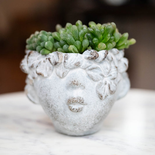 Haworthia obtusa succulent in a textured concrete wall-mount planter