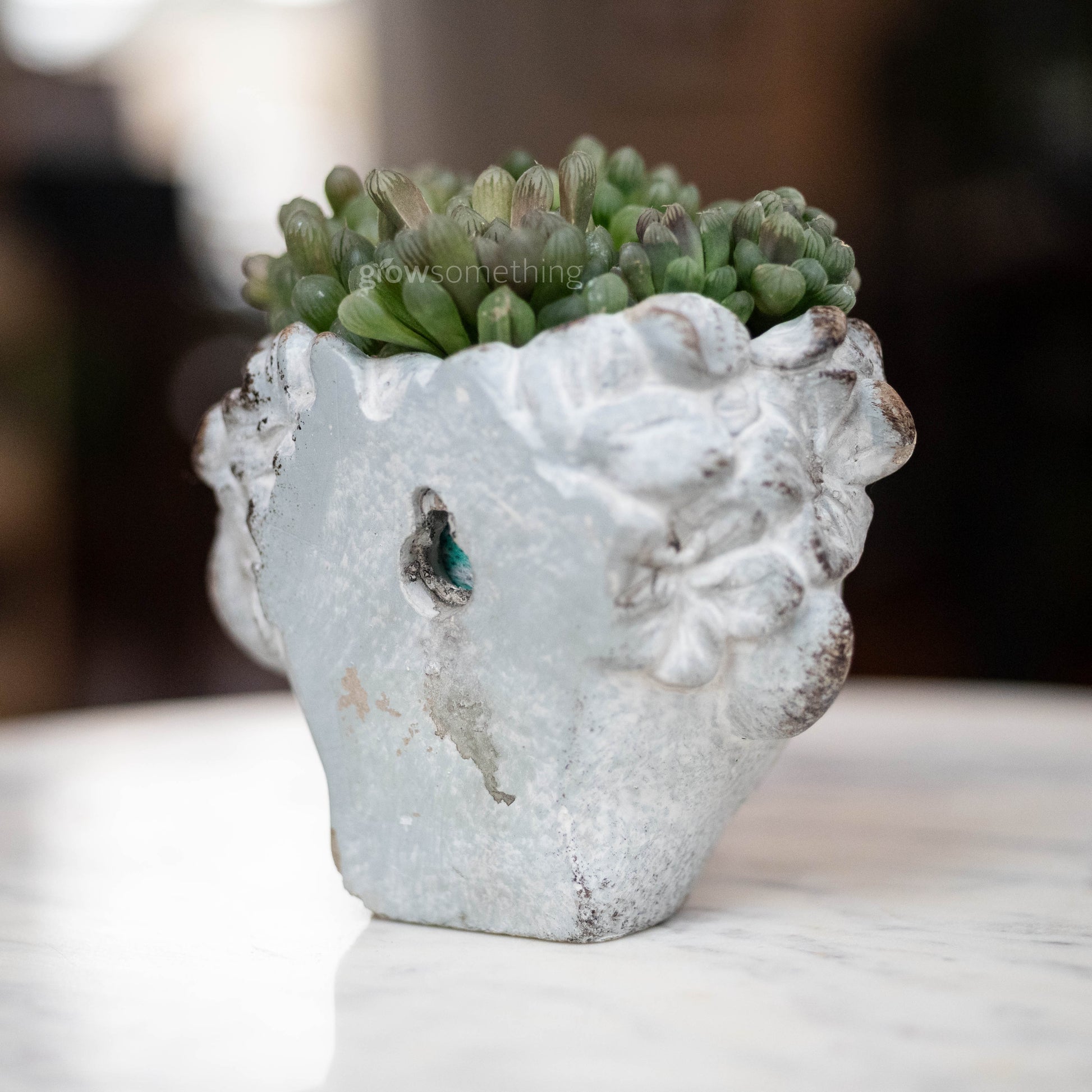 Backview of Haworthia Obtusa succulent in a textured concrete wall-mount planter