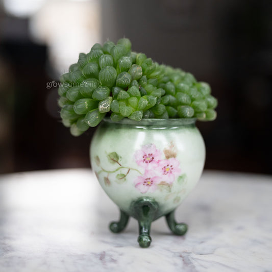 Haworthia obtusa succulent arranged in a hand-painted porcelain urn with pink floral details