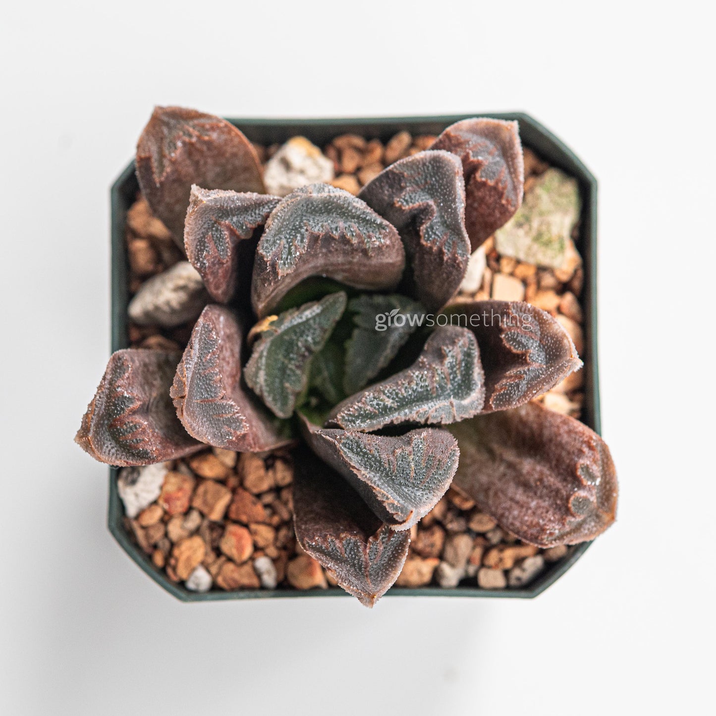 Haworthia Truncata Species 02