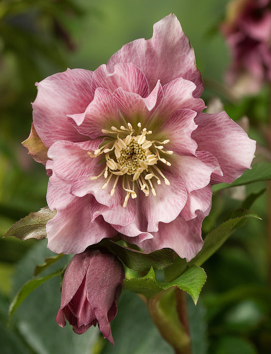 Helleborus Doulbe Ellen Pink