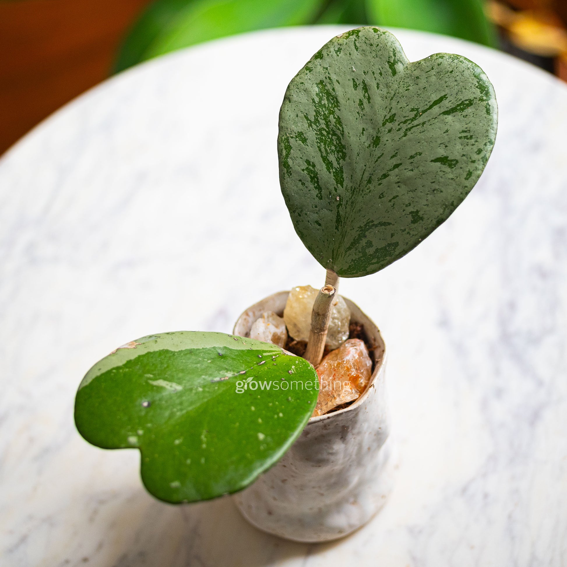 Hoya Kerrii Splash with heart-shaped leaves in sphagnum moss, topped with a citrine crystal, in a handmade ceramic pot by Rimmel Livera. Top view.