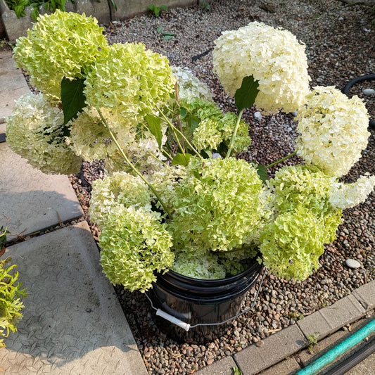 Incrediball Hydrangea