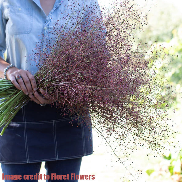 Jewels of Opar (Talinum Paniculatum)