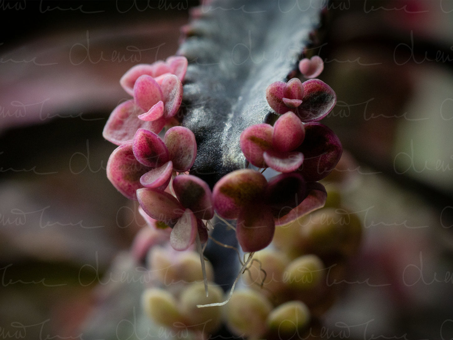 Kalanchoe Daigremontiana Pink Butterflies Close Up