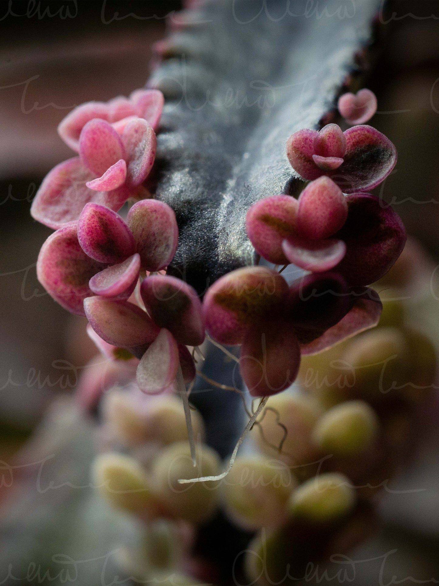 Kalanchoe Daigremontiana Pink Butterflies Close Up