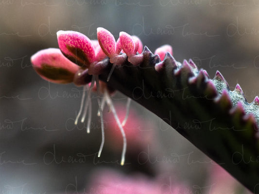 Close-up of Kalanchoe daigremontiana ‘Pink Butterflies’ succulent showing fleshy green leaves with pink-tinged butterfly-shaped plantlets along the edges, each with tiny roots emerging.