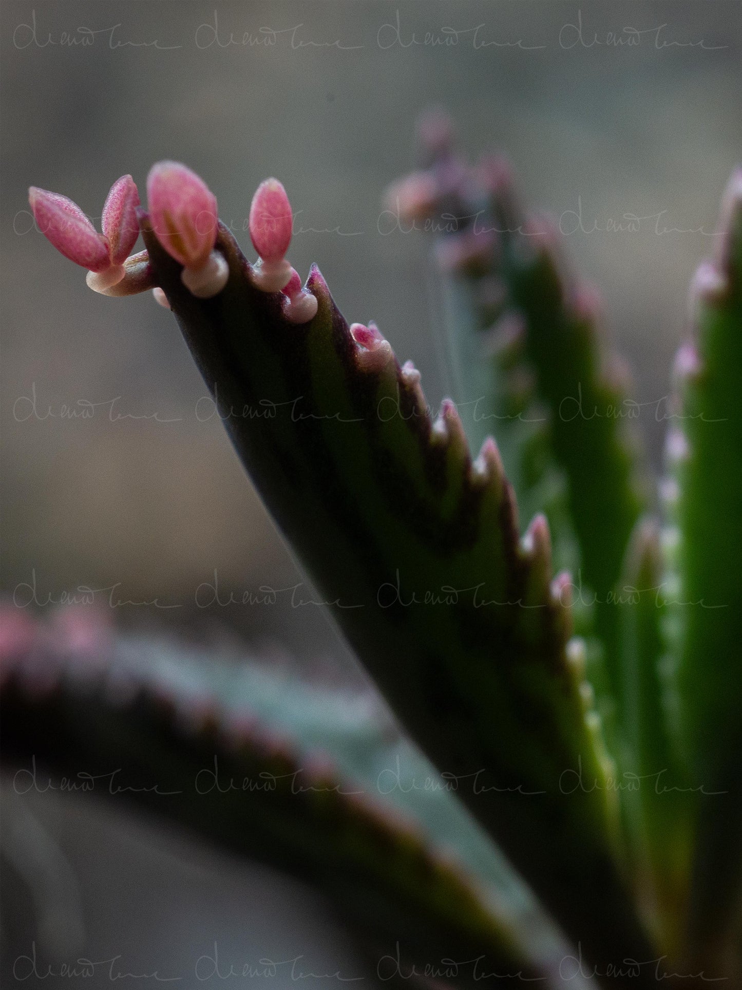 Close-up of Kalanchoe daigremontiana ‘Pink Butterflies’ succulent showing fleshy green leaves with pink-tinged butterfly-shaped plantlets along the edges.