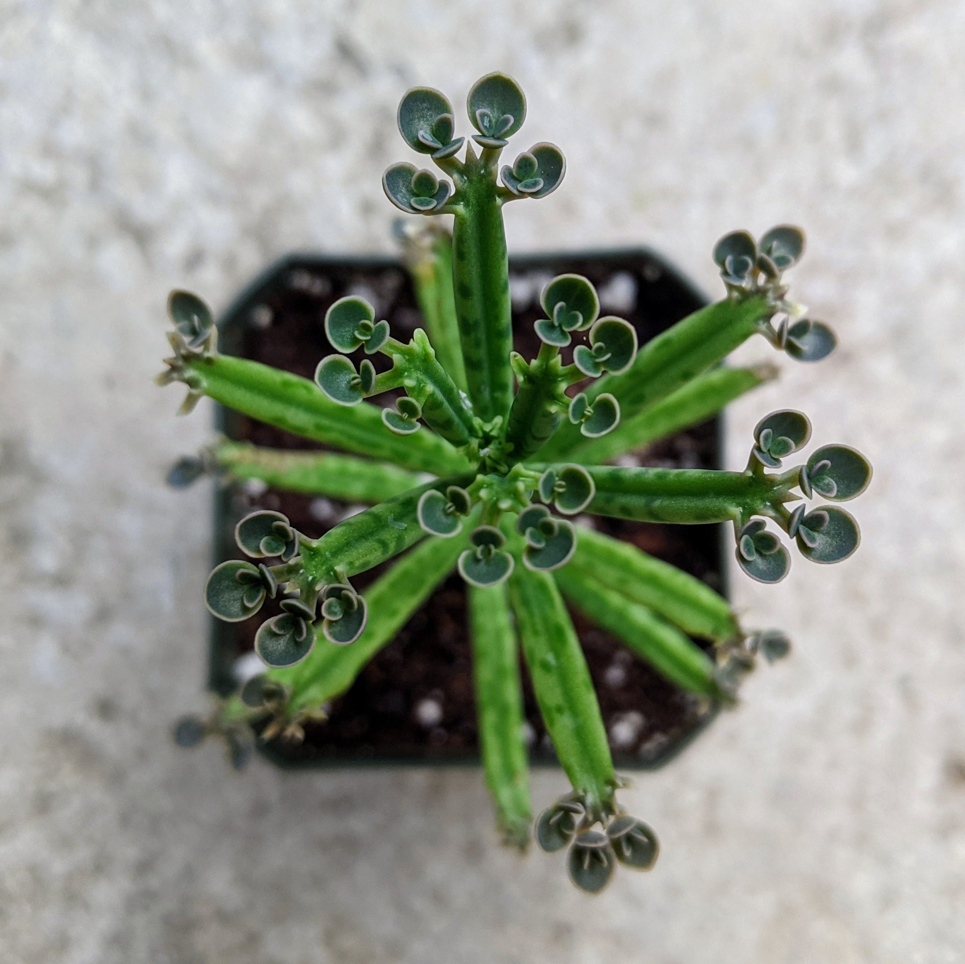 Close-up of Kalanchoe Delagoensis (K. Tubiflora) showcasing its elongated, tubular green leaves with wavy edges. The image highlights numerous small baby plantlets growing along the leaf margins, emphasizing the plant's unique propagation feature and vibrant upright growth habit