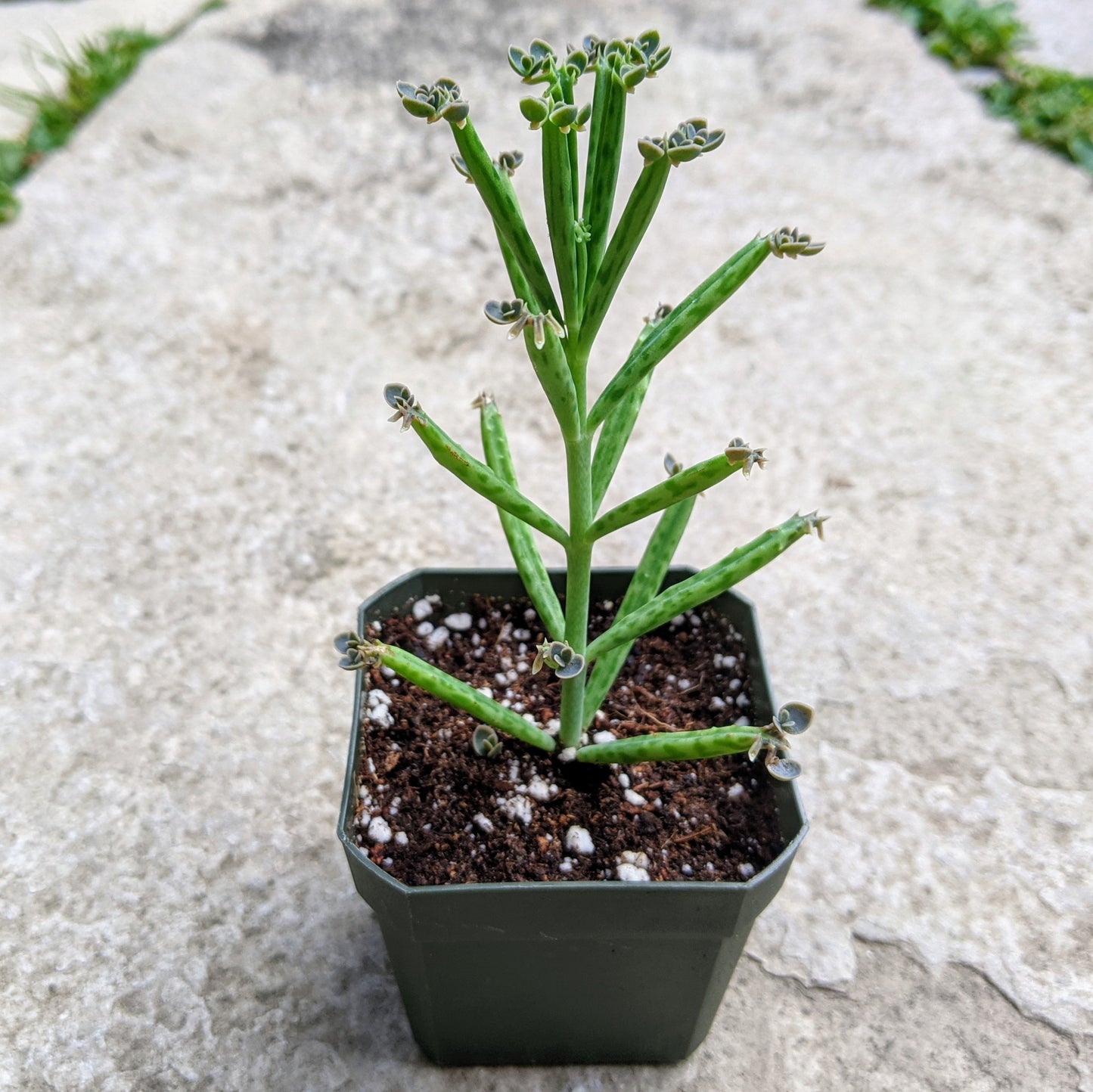 Kalanchoe Delagoensis (also known as K. Tubiflora) in a small pot, featuring long, tubular green leaves with a slightly wavy edge. The plant is adorned with numerous baby plantlets that grow along the leaf margins, giving it a distinctive appearance. This succulent has a vibrant, upright growth habit, characteristic of this species.