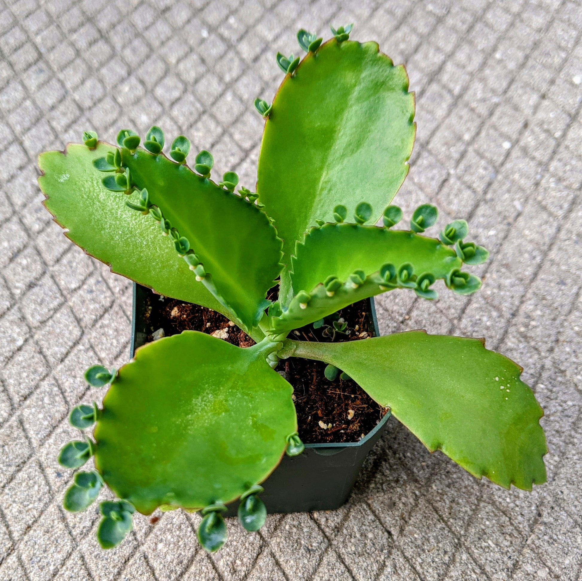 succulents with serrated leaves Kalanchoe Laetivirens – Unique Succulent with Baby Plantlets for Sale – Grow Something
