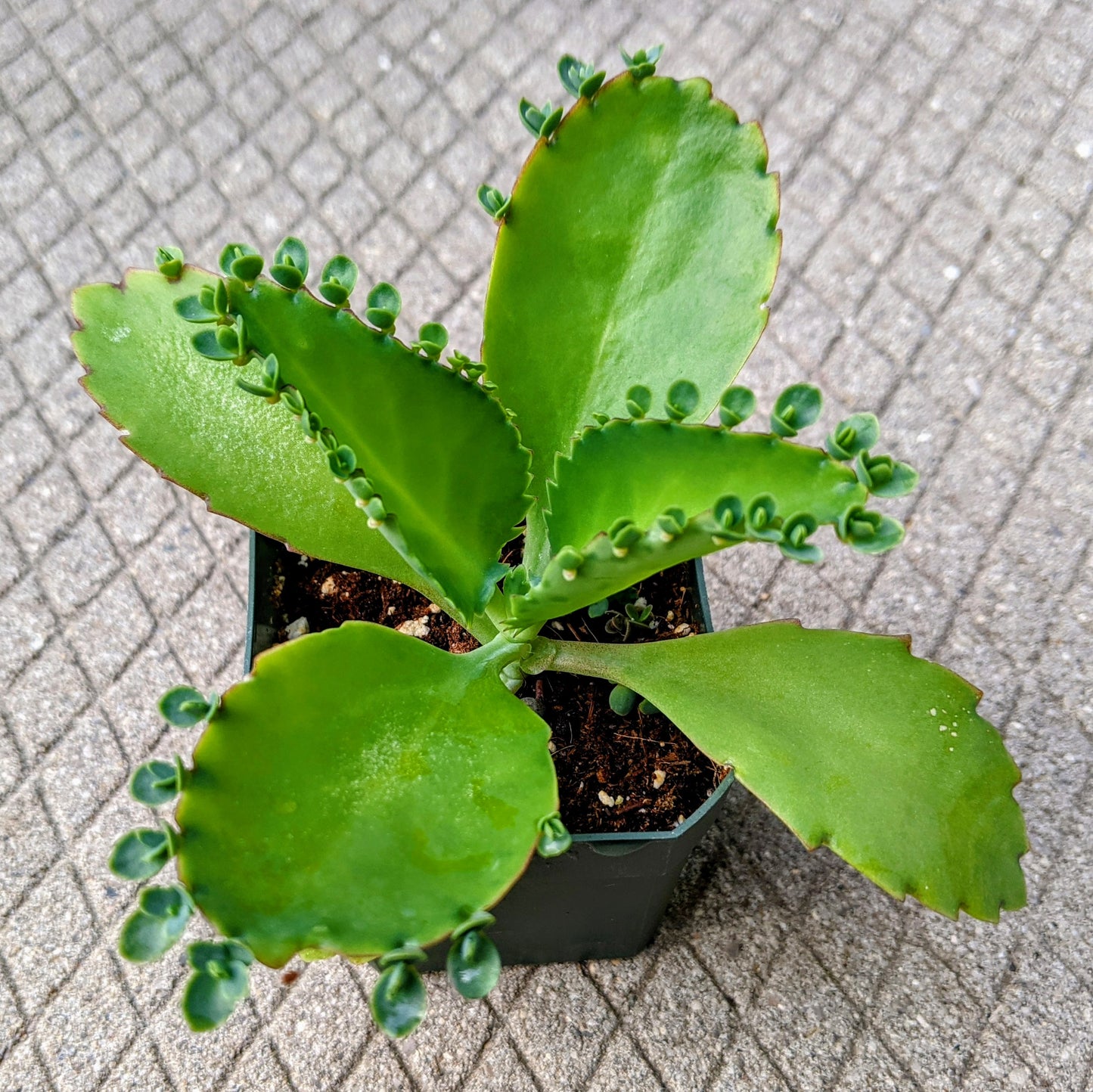 Kalanchoe Laetivirens in a small pot, showcasing thick, fleshy green leaves with serrated edges. Numerous baby plantlets grow along the leaf margins, giving the plant a distinctive and textured appearance. The plant has an upright growth habit, characteristic of this variety.