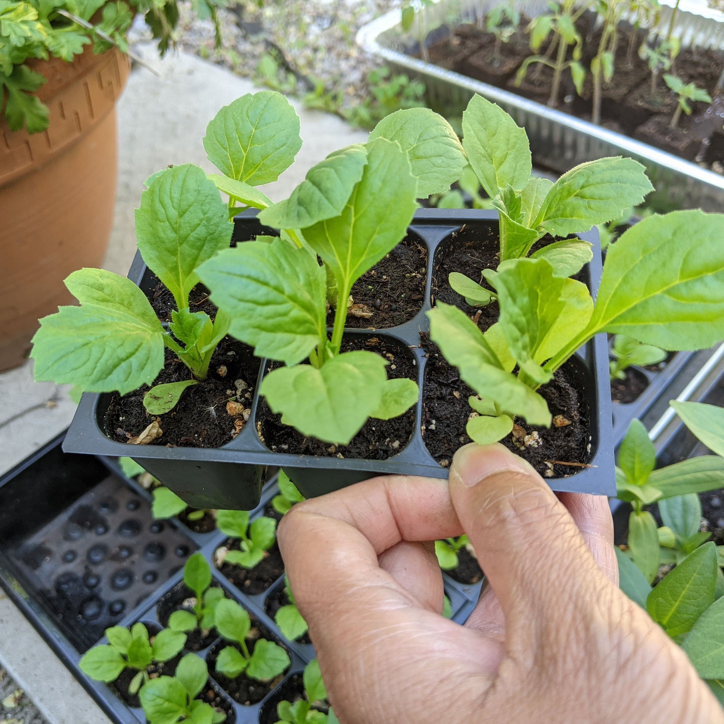 King Size China Aster - 6 Pack